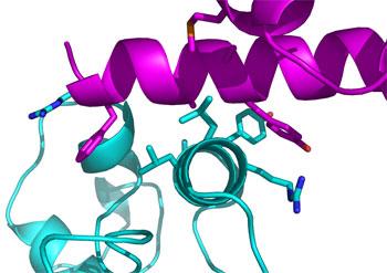 These designed proteins are used in experiments with living cells to detect when and where the target proteins are