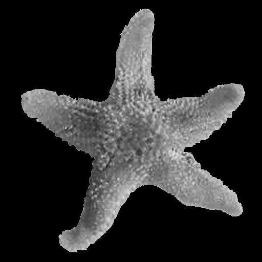.35.3.25.2.15.1 Likelihood function L(W,θ) 2.8 3 3.2 3.4 3.6 Figure 1. One of the aligned starfish images from the database, Non-aligned image of starfish, Results of the registration of and.3.25.2.15.1.5.4.35.3 :2 () f() 5 1 15 2 25 6 4 2 2 4 8 x 1 3 Error between f() and :2 () Absolute error 6 5 1 15 2 25.