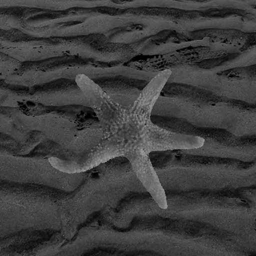 aligned segmented starfish.