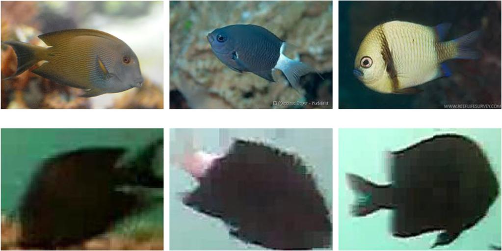 Multimed Tools Appl (2016) 75:1701 1720 1703 The difficulties of fish-species classification in our dataset lies in the fact that fish species, especially within the same family, differ by few