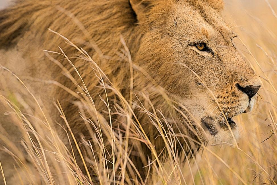 Mark Alberhasky Isolating a male lion as it stalks prey in tall grass requires narrow depth of field and continuous focus (AF-C).