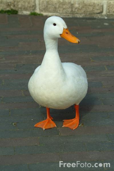 Concepts Duck Typing If it walks like a duck and quacks like a duck, it s a duck.