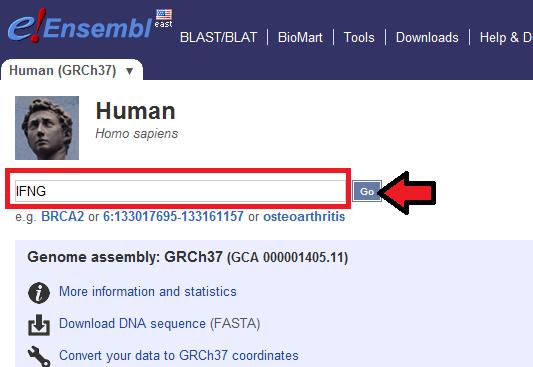 Select Human genome under Popular genomes. Type IFNG in the search box and click on the Go button.