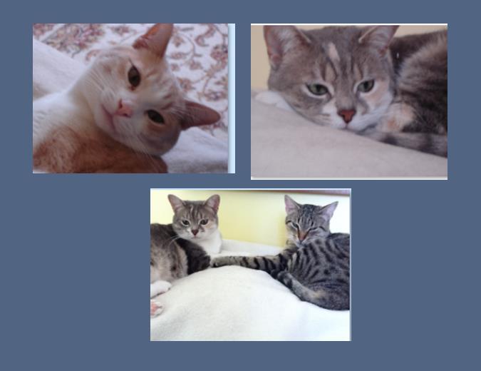 Figure 25 Series of images of Karen's cats with a background colour.