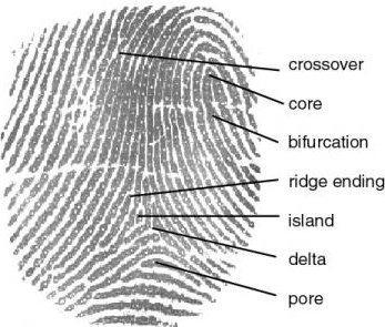 To identify fingerprints there are a range of ways which includes traditional police methods of matching minutiae, straight pattern matching, moir? fringe patterns and ultrasonics.