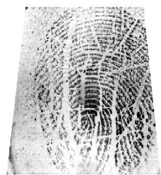 3 a manually denomination adjustment has been performed to ensure that the imprints from both years belong to the same finger.