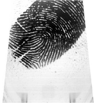 42 Fig. 18: Moistened fingerprints. According to the described denomination in Section 4.1, an adaptation will be used during this master thesis.