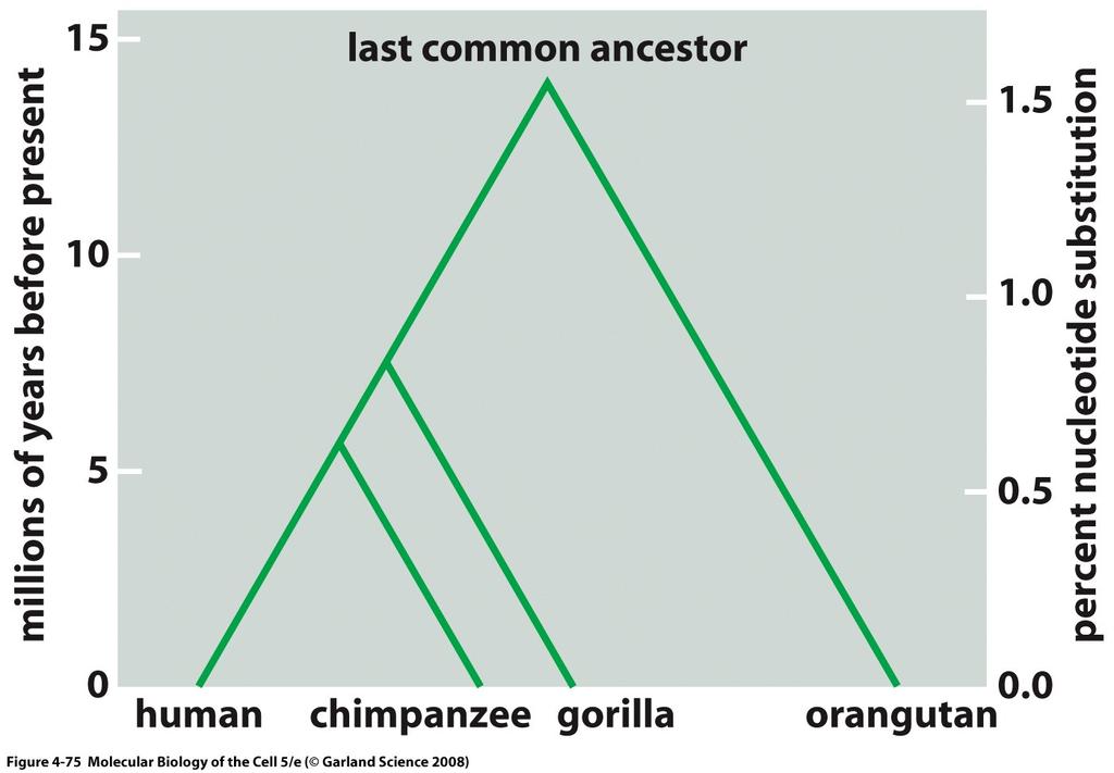 Homology Homology Homology is an evolutionary relationship that either exists or does not. It cannot be partial. An ortholog is a homolog with shared function.