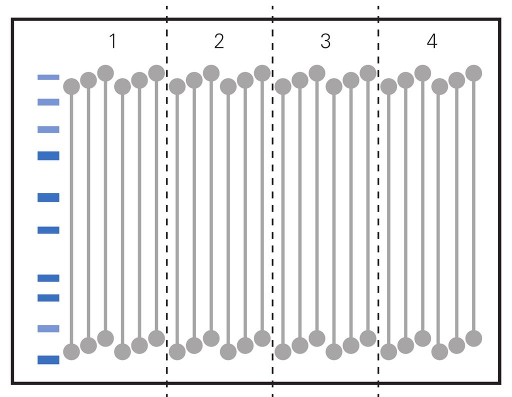 Oe-Blot Wester Optimizatio Usig MPX Blottig System Page 5 Figure 2. Cut the membrae ito four idividual blots for blockig buffer optimizatio. Figure 3.