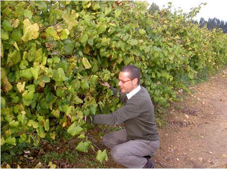 PostgreSQL database): Precision viticulture