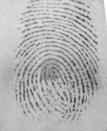 Ech of the four dtsets contins 800 imges tht differ in qulities. The 800 fingerprints re mde up of 8 imges from 00 different fingers.