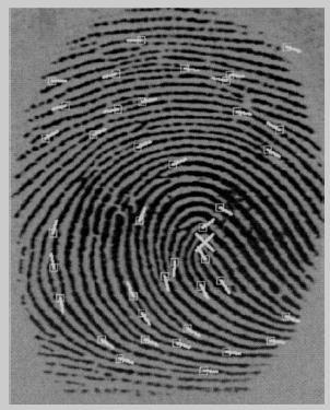 Fingerprint Anatomy Fingerprint is pattern of ridges and valleys on the surface of finger Uniqueness determined by overall pattern of ridges and valleys and the local ridge