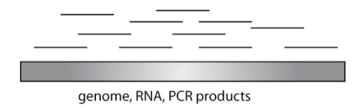 Introduction UNIFYING FEATURE: SHORT READS No matter the sequencing technology they all produce short reads.