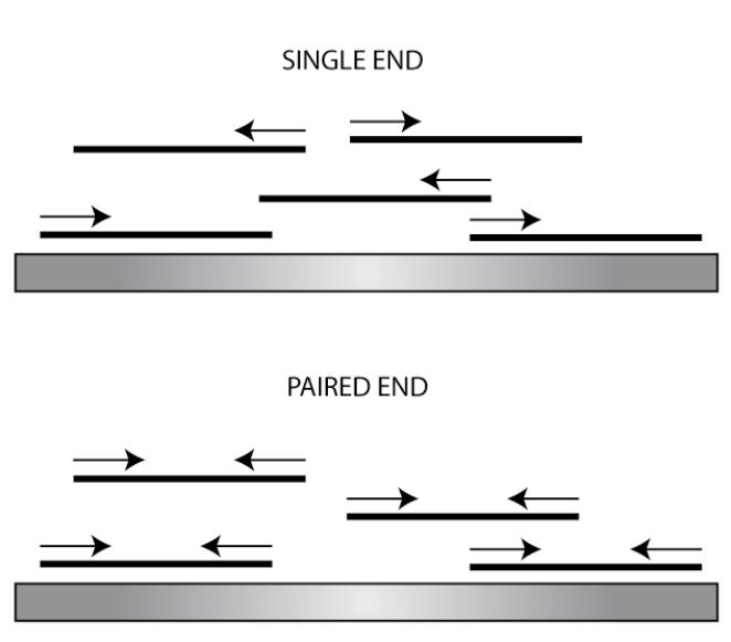 Introduction SINGLE END VS. PAIRED END READS During sample prep (sample preparation) the genome (or the transcriptome) is randomly chopped into small pieces (e.g.: with a nebulizer).