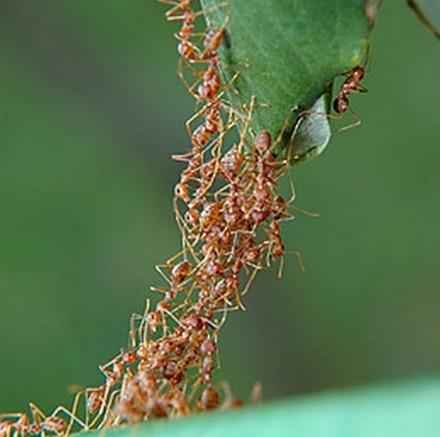 Swarm Intelligence Ant colonies, bird flocking, animal