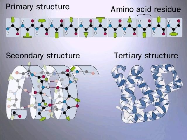 Classifying secondary structures of protein as alpha-helix, beta-sheet, or