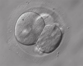Pacific Centre for Reproductive Medicine, Burnaby, BC, Canada ABSTRACT Fertility specialists have linked the size, shape and position of blastomeres in humans embryos with the viability of such