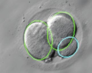 four-cell embryo images.
