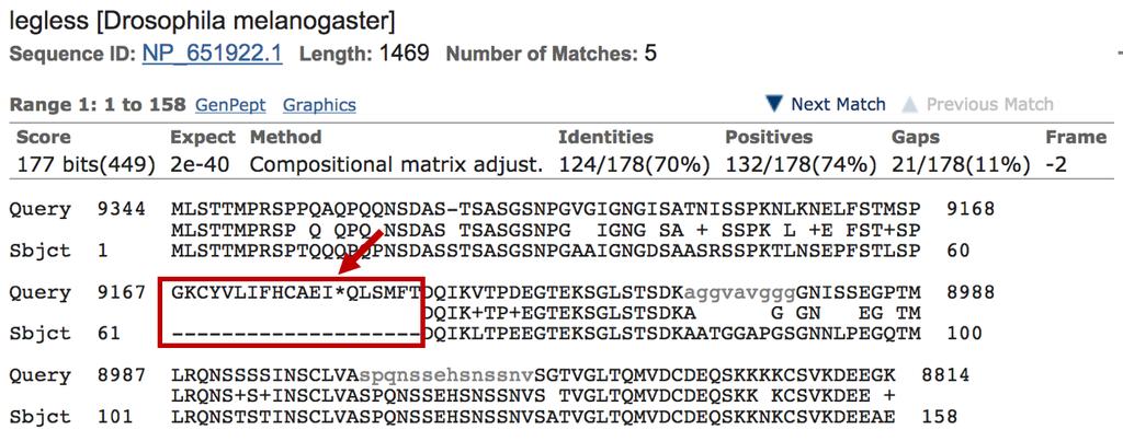 When investigating the blastx alignment with the D. melanogaster legless protein, the first question is whether there are matches to the entire legless protein.