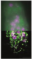 4D volume restoration for wide field and confocal image data Volocity Restoration provides a choice of proven restoration algorithms to quickly and easily convert standard wide field fluorescence