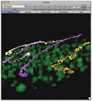 a range of tools to find, measure, track and analyze in 3D and 4D Volocity Quantitation provides a comprehensive range of options to analyze structure and function in 3D and 4D image data.