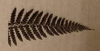 5 and import the bitmap image of the fern.