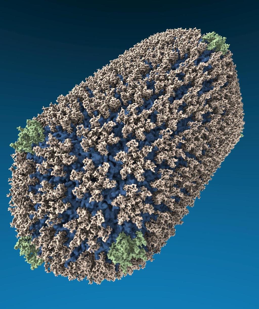 All-atom HIV