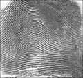 Arch Right loop Whorl Tended Arch Twin Loop Figure 1.1 Types of Fingerprint [3] 1.8.