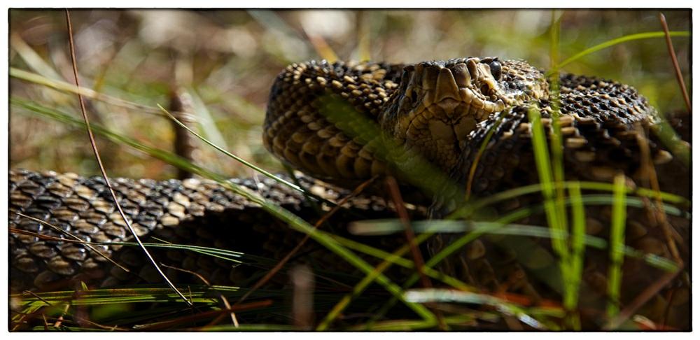 David Wright Eastern Diamond Back Rattlesnake photo taken with the Nikon D5300 camera. This is where the D5300 comes into its own. The camera body weighs next to nothing and has an articulated screen.
