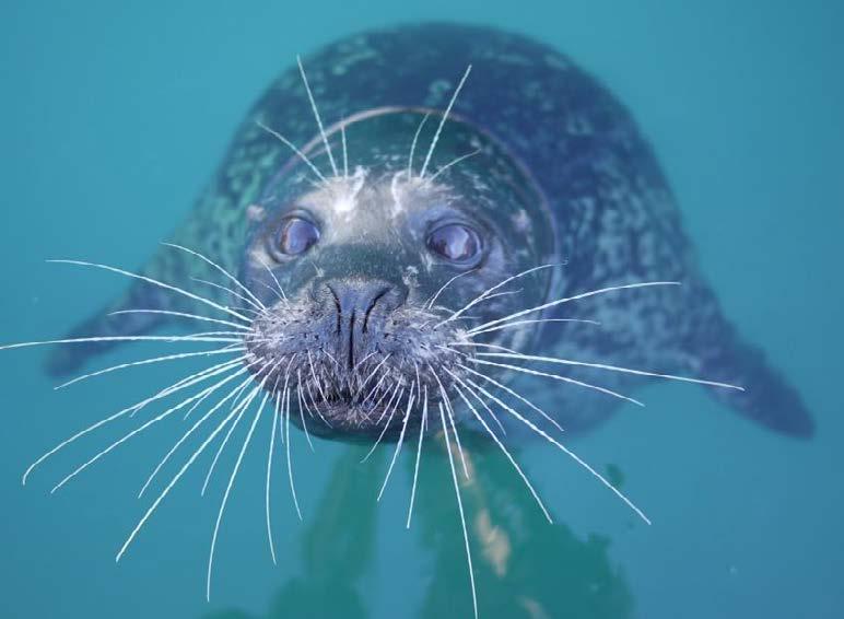 Seal Whiskers Proposal: Use whiskers as a sensory receptor