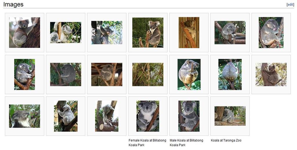 koala. Press enter. 2. Scroll down to look at the thumbnails of the available images.