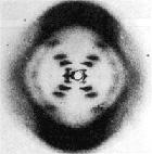 In the 20th century, Rosalind Franklin s X-Ray data of DNA allowed Watson and Crick to discover the