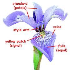 (Contemporary Intelligent Information Techniques) 29 A benchmark Iris database Iris flower dataset (taken from University of California Urvine Machine Learning Repository) consists