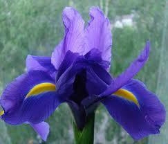 (Contemporary Intelligent Information Techniques) 30 Iris Flower Database to design Setosa Versicolor Virginica x 1 x 2 x 3 x 4 x 1 x 2 x 3 x 4 x 1 x 2 x 3 x 4 0.56 0.66 0.20 0.08 0.84 0.66 0.67 0.