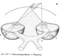 The Horopter Points Falling on the Horopter Fall on Corresponding Points on the etinae Depth Perception 3 Non-corresponding Points and etinal Disparity If a target is closer or more distant than the