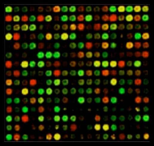 Stanford microarrays: production http://www.cbs.dtu.