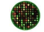 Using microarrays Interpreting colors: Green: expressed only from control. Red: expressed only from experimental cell.