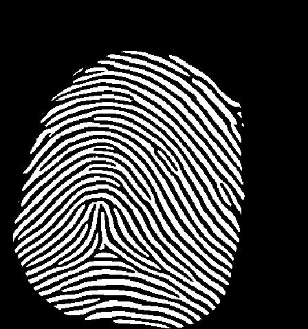 In the last stage, the fingerprint images were submitte to a skeletonization process.