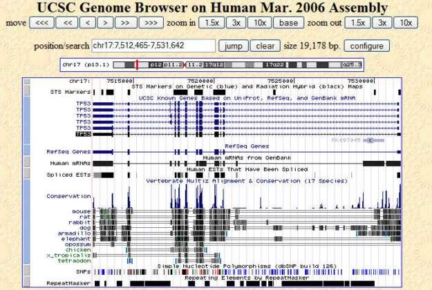 Sample Genome Viewer image, TP53 region base position STS markers Known genes RefSeq genes GenBank seqs 17 species