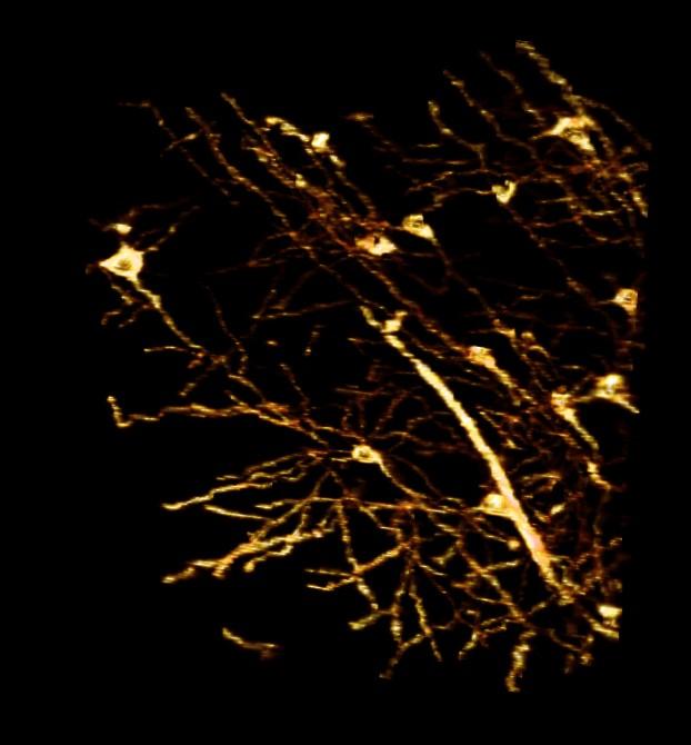neurons.