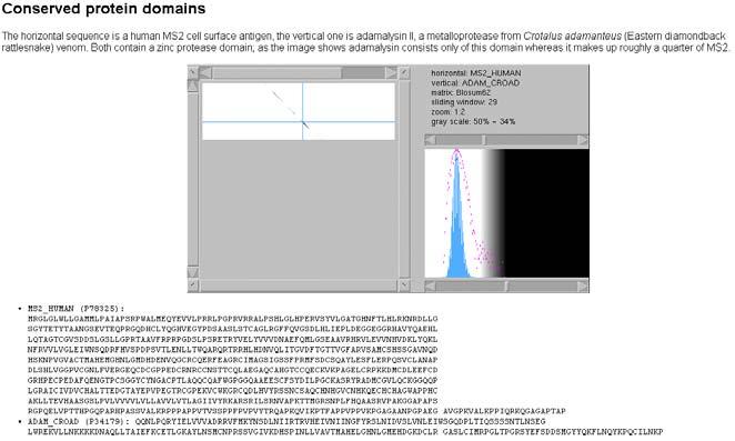 Dot Matrices: Real life examples & Software Bi03a_41 Conserved protein