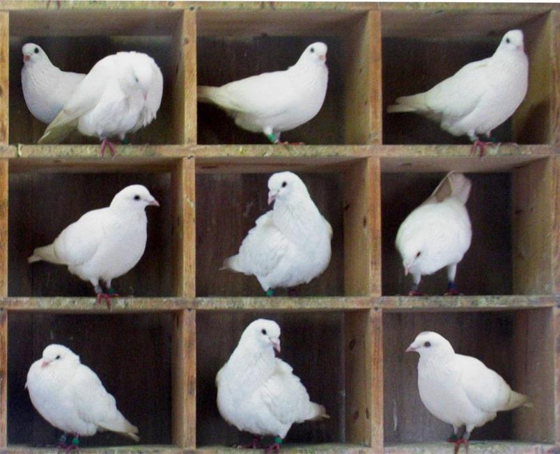 Hash Functions Pigeonhole Principle If n pigeons (items) are put into m