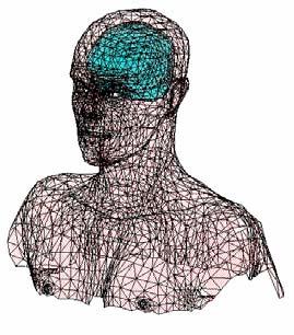 Head The 3D model of human head with magnetic stimulation coil