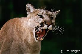 Critter exercise: Cougar q Write a critter class Cougar (among the dumbest of all animals): Method Behavior constructor public Cougar() eat Always eats. fight Always roars.