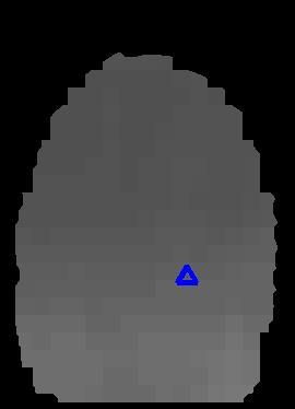 (a) Normal fingerprint Fig. 2. Ridge period images of three normal fingerprints. The blue triangle indicates the location of delta point.