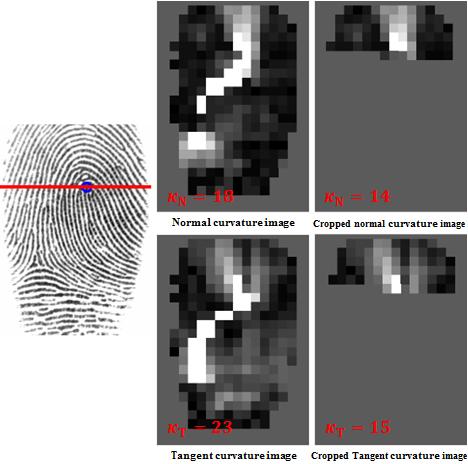Fig. 5. Orientation field of three patterns: loop, whorl, and arch. A fingerprint is separated into three regions by the two red separating lines. Fig. 7.
