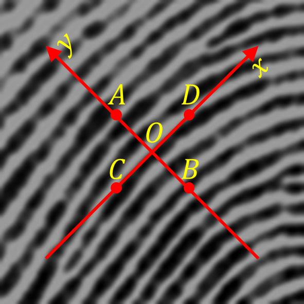 The top distorted fingerprint cannot be detected based only on the curvature image, while the bottom distorted fingerprint cannot be detected based only on the period image.