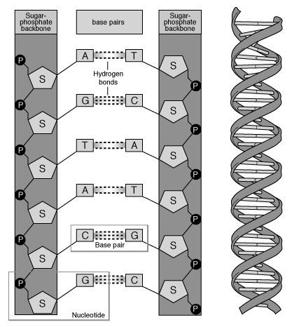 DNA polymer: the double helix DNA chips Solid