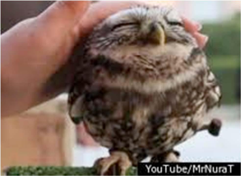 Lovely OWL Squeeze the lovely axioms out