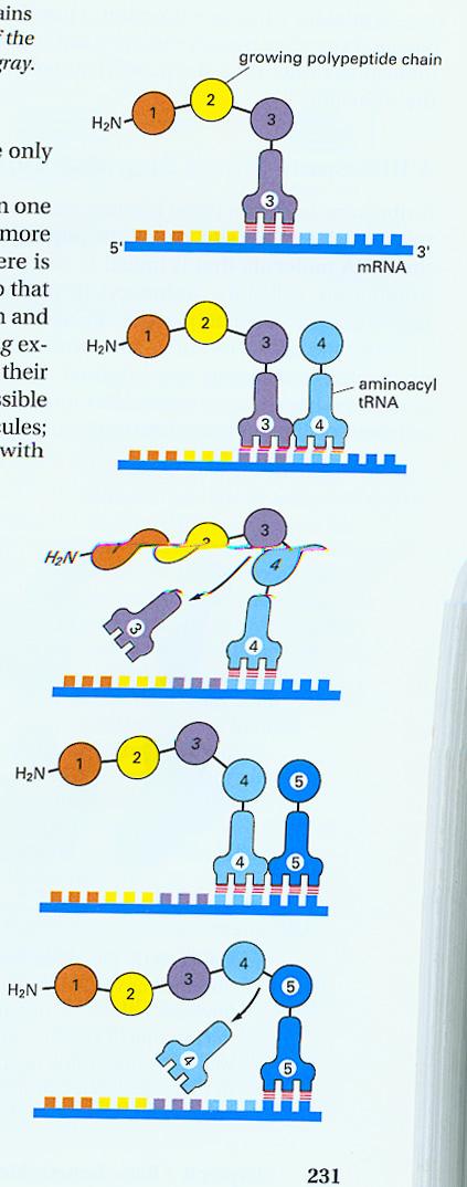 Protein Synthesis: Incorporation of